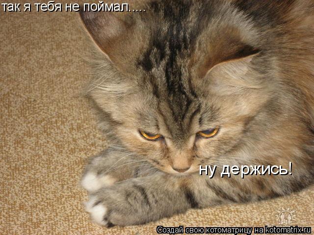 так я тебя не поймал..... ну держись!... Котоматрица: так я тебя не поймал..... ну держись!