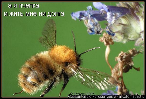 а я пчелка и жить мне ни долга... Котоматрица: а я пчелка и жить мне ни долга