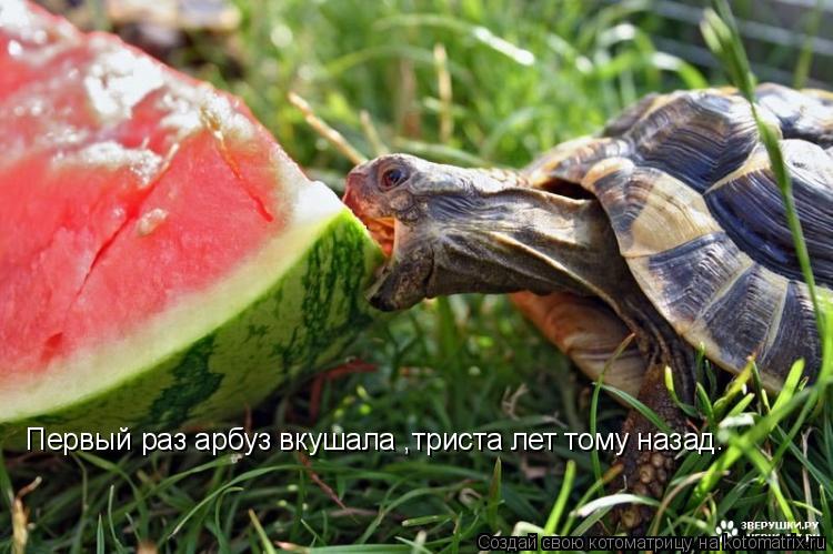 Первый раз арбуз вкушала ,триста лет тому назад.... Котоматрица: Первый раз арбуз вкушала ,триста лет тому назад.