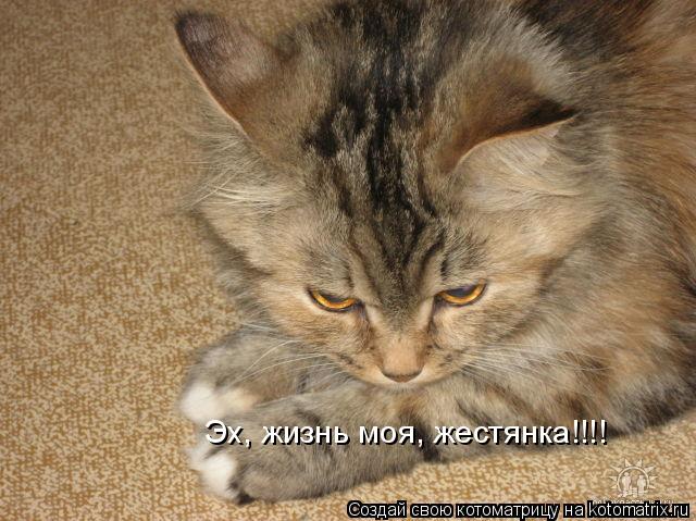 Эх, жизнь моя, жестянка!!!!... Котоматрица: Эх, жизнь моя, жестянка!!!!