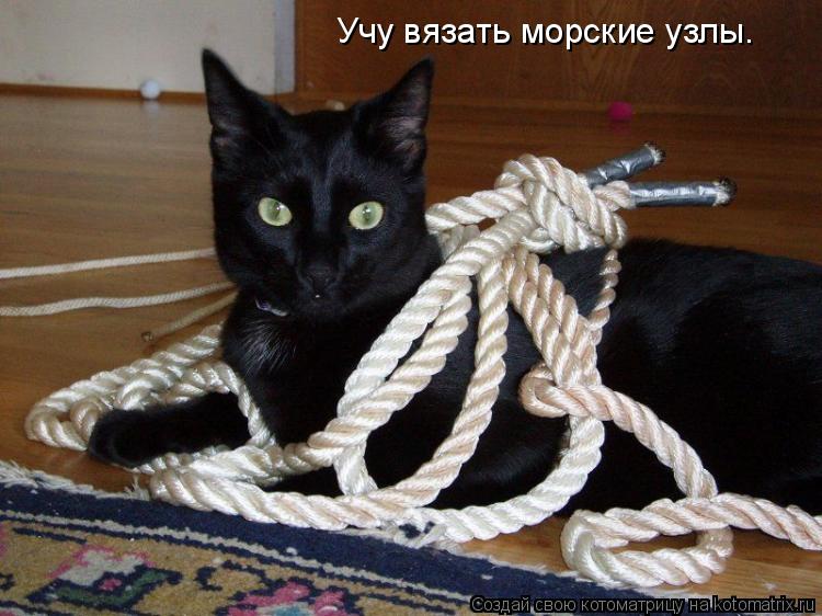 Учу вязать морские узлы.... Котоматрица: Учу вязать морские узлы.