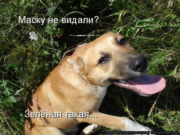 Маску не видали? Зелёная такая...... Котоматрица: Маску не видали? Зелёная такая...