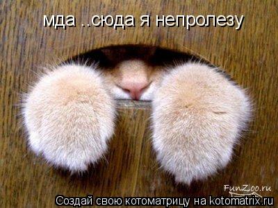 мда ..сюда я непролезу... Котоматрица: мда ..сюда я непролезу