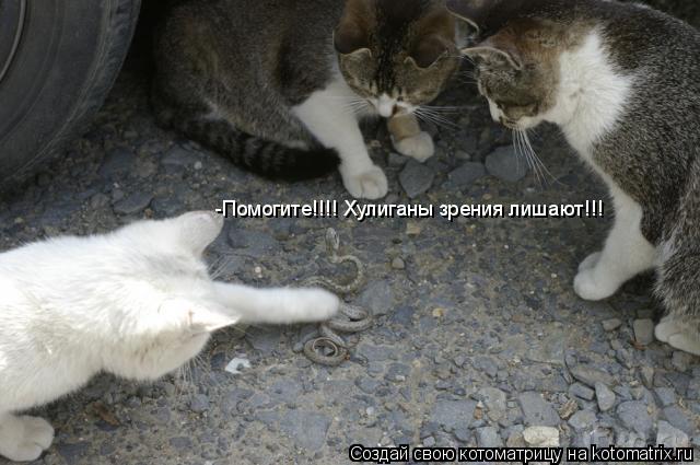 -Помогите!!!! Хулиганы зрения лишают!!!... Котоматрица: -Помогите!!!! Хулиганы зрения лишают!!!