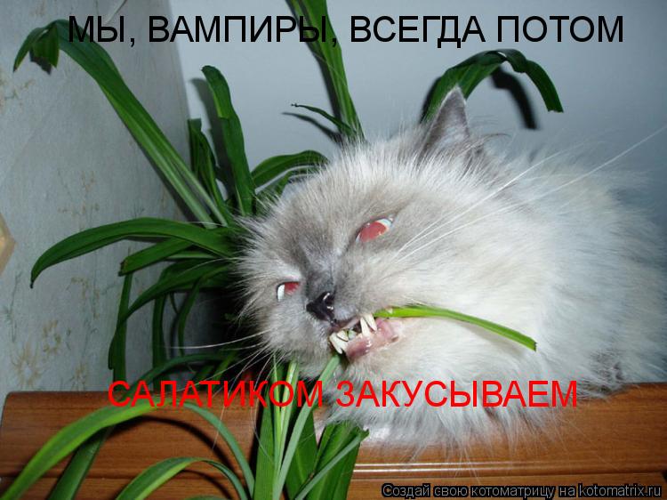 МЫ, ВАМПИРЫ, ВСЕГДА ПОТОМ САЛАТИКОМ ЗАКУСЫВАЕМ... Котоматрица: МЫ, ВАМПИРЫ, ВСЕГДА ПОТОМ САЛАТИКОМ ЗАКУСЫВАЕМ