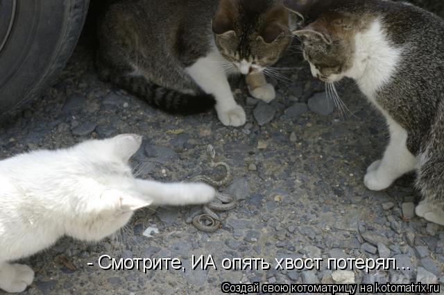 - Смотрите, ИА опять хвост потерял...... Котоматрица: - Смотрите, ИА опять хвост потерял...