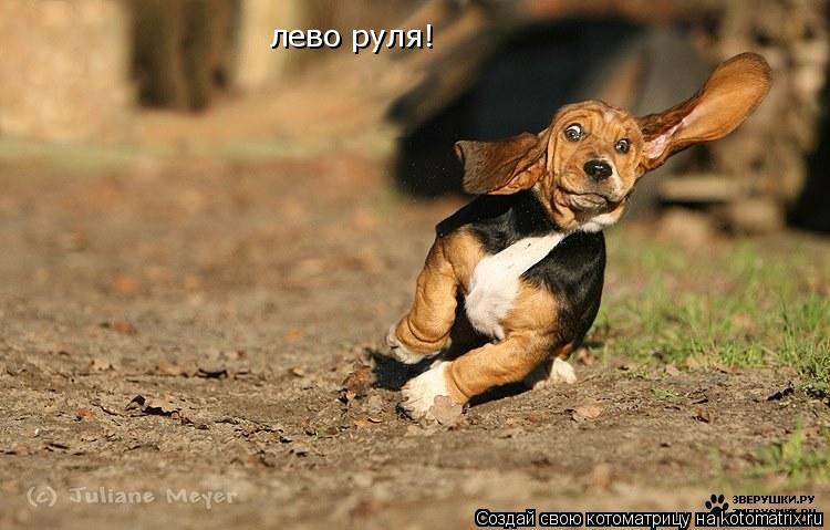 лево руля!... Котоматрица: лево руля!
