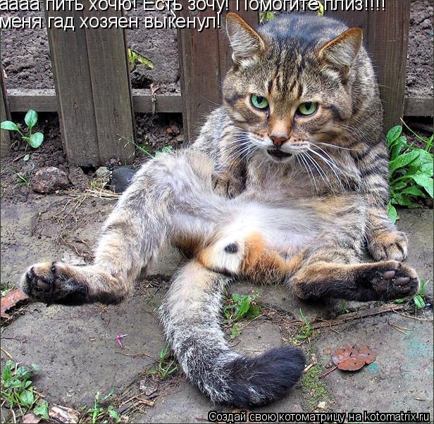 аааа пить хочю! Есть зочу! Помогите плиз!!!! меня гад хозяен выкенул!... Котоматрица: аааа пить хочю! Есть зочу! Помогите плиз!!!! меня гад хозяен выкенул!