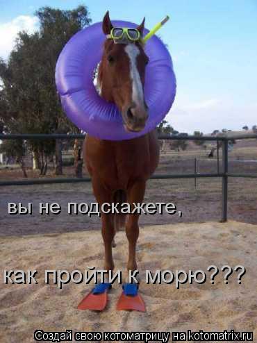 вы не подскажете, как пройти к морю???... Котоматрица: вы не подскажете, как пройти к морю???
