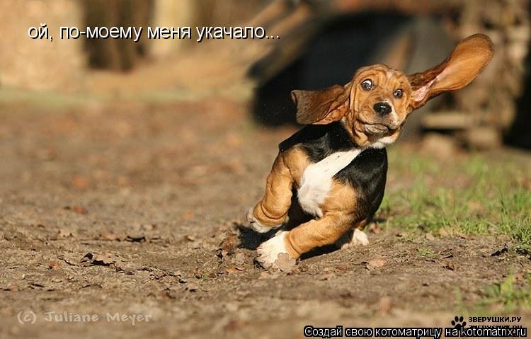 ой, по-моему меня укачало...... Котоматрица: ой, по-моему меня укачало...