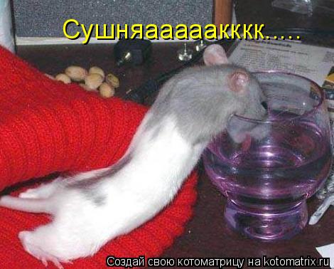 Сушняааааакккк........ Котоматрица: Сушняааааакккк.....