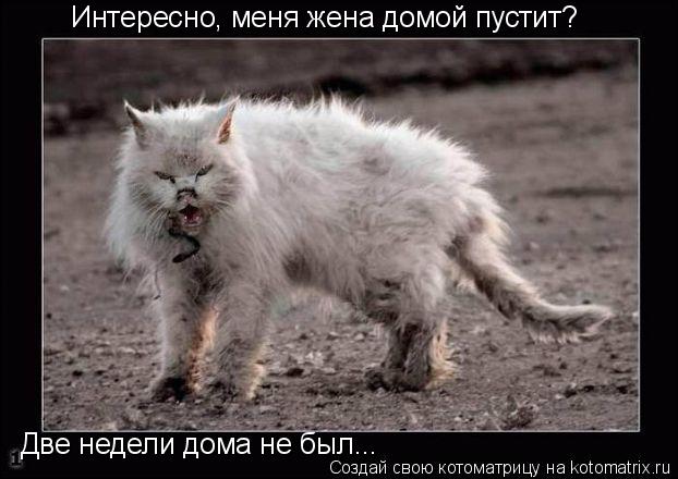 Интересно, меня жена домой пустит? Две недели дома не был...... Котоматрица: Интересно, меня жена домой пустит? Две недели дома не был...