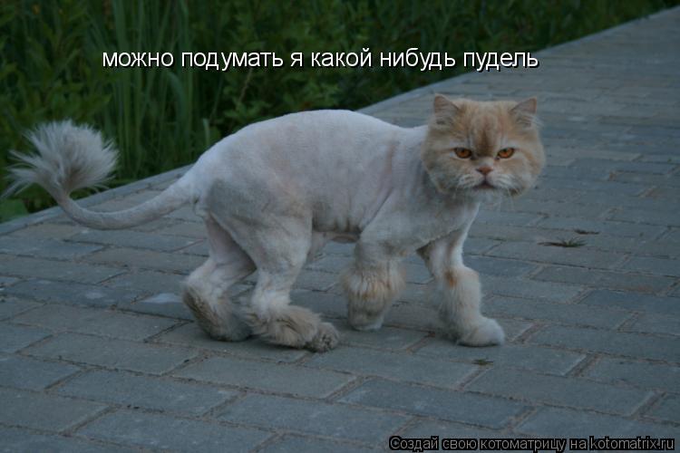можно подумать я какой нибудь пудель... Котоматрица: можно подумать я какой нибудь пудель