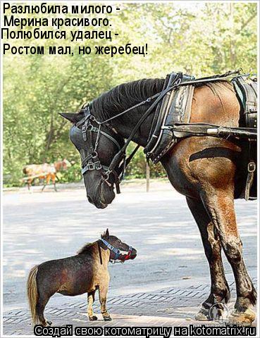 Разлюбила милого - Мерина красивого. Полюбился удалец - Ростом мал, но жеребец!... Котоматрица: Разлюбила милого - Мерина красивого. Полюбился удалец - Ростом мал, но жеребец!