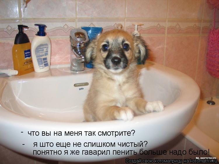 что вы на меня так смотрите? я што еще не слишком чистый? понятно я же гаварил пенить больше надо был... Котоматрица: что вы на меня так смотрите? я што еще не слишком чистый? понятно я же гаварил пенить больше надо было! - -