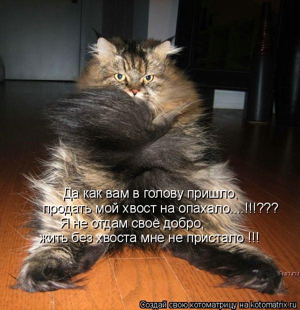 Да как вам в голову пришло, продать мой хвост на опахало....!!!??? Я не отдам своё добро, жить без хв... Котоматрица: Да как вам в голову пришло, продать мой хвост на опахало....!!!??? Я не отдам своё добро, жить без хвоста мне не пристало !!!