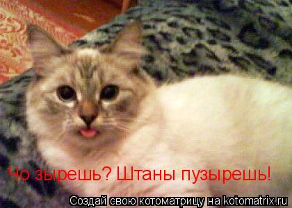 Чо зырешь? Штаны пузырешь!... Котоматрица: Чо зырешь? Штаны пузырешь!