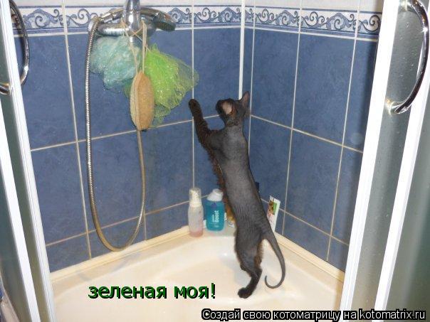 зеленая моя!... Котоматрица: зеленая моя!