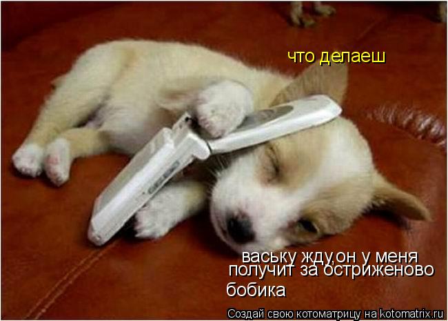 что делаеш ваську жду,он у меня получит за остриженово бобика... Котоматрица: что делаеш ваську жду,он у меня получит за остриженово бобика