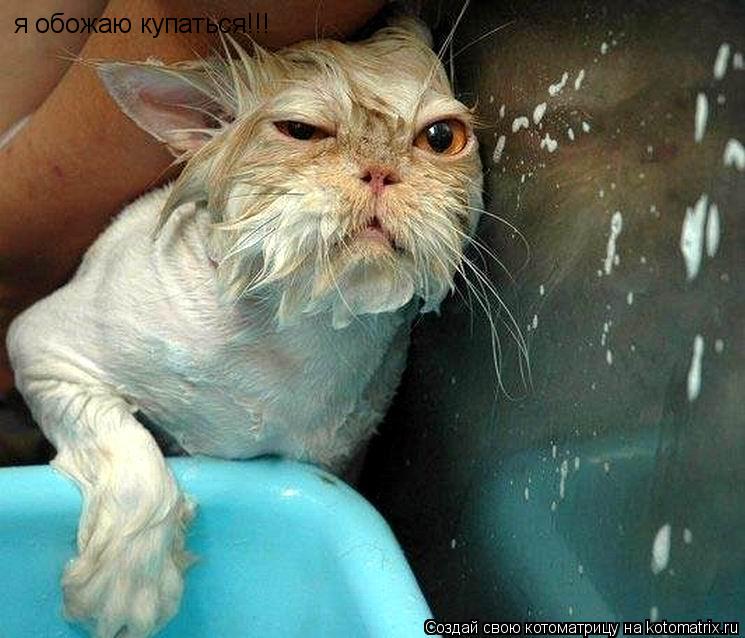 я обожаю купаться!!!... Котоматрица: я обожаю купаться!!!