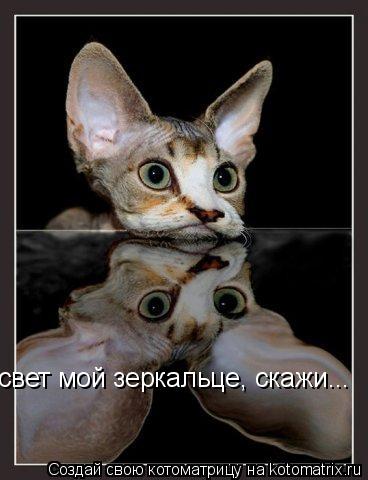 свет мой зеркальце, скажи...... Котоматрица: свет мой зеркальце, скажи...