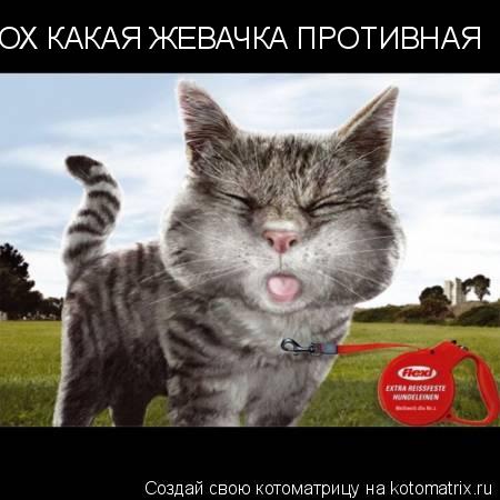 ОХ КАКАЯ ЖЕВАЧКА ПРОТИВНАЯ... Котоматрица: ОХ КАКАЯ ЖЕВАЧКА ПРОТИВНАЯ