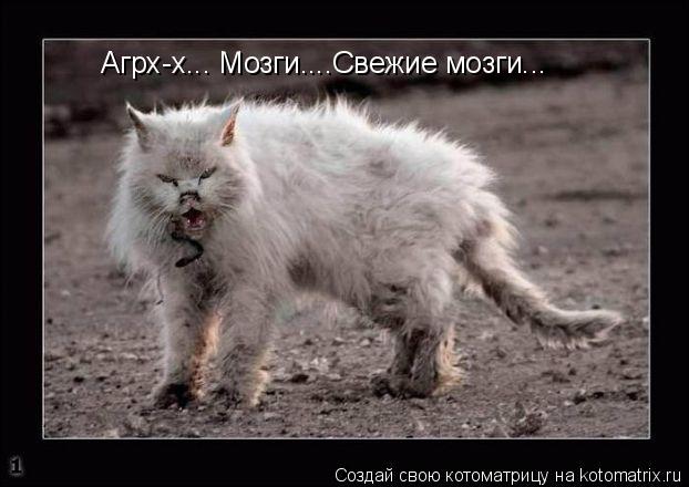 Агрх-х... Мозги....Свежие мозги...... Котоматрица: Агрх-х... Мозги....Свежие мозги...
