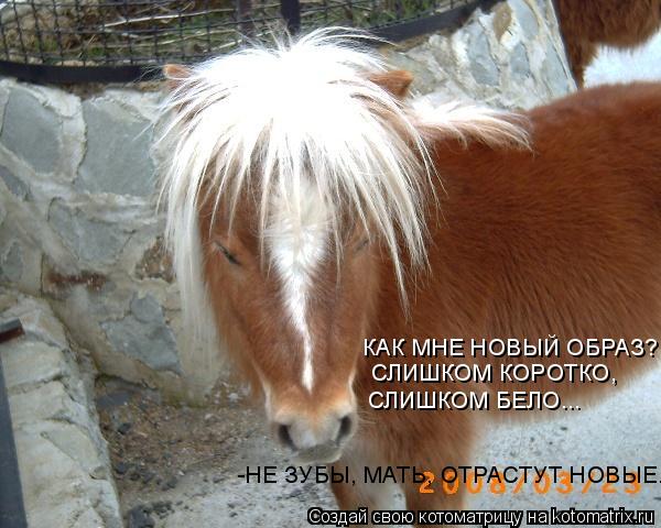 КАК МНЕ НОВЫЙ ОБРАЗ? СЛИШКОМ КОРОТКО, СЛИШКОМ БЕЛО... -НЕ ЗУБЫ, МАТЬ, ОТРАСТУТ НОВЫЕ.... Котоматрица: КАК МНЕ НОВЫЙ ОБРАЗ? СЛИШКОМ КОРОТКО, СЛИШКОМ БЕЛО... -НЕ ЗУБЫ, МАТЬ, ОТРАСТУТ НОВЫЕ.