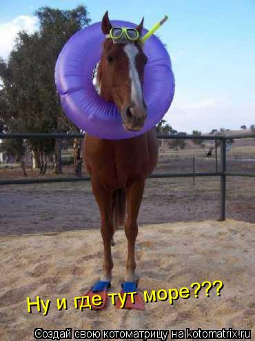 Ну и где тут море???... Котоматрица: Ну и где тут море???