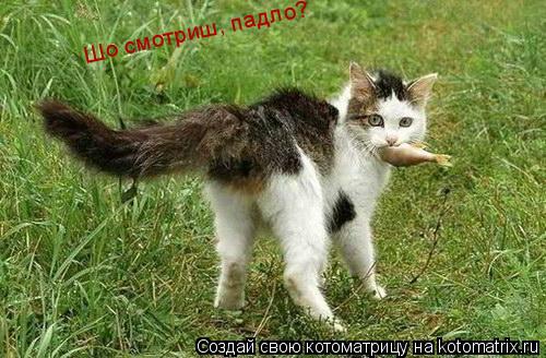 Шо смотриш, падло? Шо смотриш, падло?... Котоматрица: Шо смотриш, падло? Шо смотриш, падло?