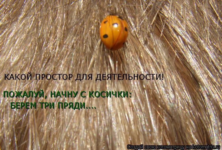БЕРЕМ ТРИ ПРЯДИ.... ПОЖАЛУЙ, НАЧНУ С КОСИЧКИ: КАКОЙ ПРОСТОР ДЛЯ ДЕЯТЕЛЬНОСТИ!... Котоматрица: БЕРЕМ ТРИ ПРЯДИ.... ПОЖАЛУЙ, НАЧНУ С КОСИЧКИ: КАКОЙ ПРОСТОР ДЛЯ ДЕЯТЕЛЬНОСТИ!