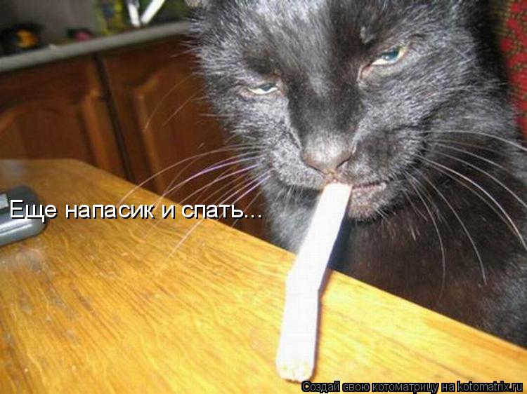 Еще напасик и спать...... Котоматрица: Еще напасик и спать...