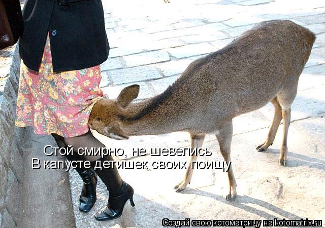 Стой смирно, не шевелись В капусте детишек своих поищу... Котоматрица: Стой смирно, не шевелись В капусте детишек своих поищу