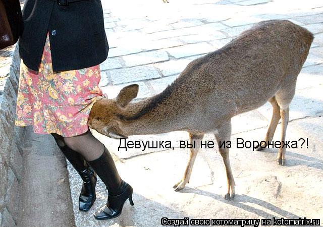 Девушка, вы не из Воронежа?!... Котоматрица: Девушка, вы не из Воронежа?!