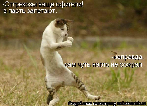 -Сттрекозы ваще офигели! в пасть залетают.. -неправда. сам чуть нагло не сожрал... Котоматрица: -Сттрекозы ваще офигели! в пасть залетают.. -неправда. сам чуть нагло не сожрал