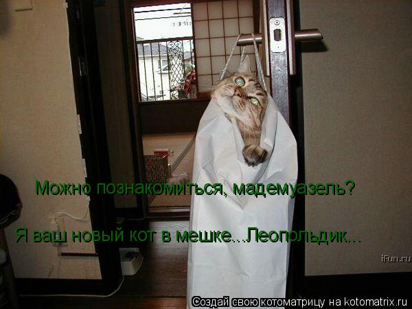 Можно познакомиться, мадемуазель? Я ваш новый кот в мешке...Леопольдик...... Котоматрица: Можно познакомиться, мадемуазель? Я ваш новый кот в мешке...Леопольдик...