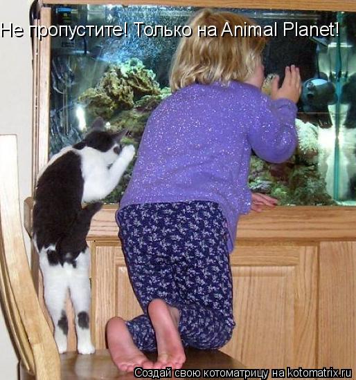 Не прoпустите! Только на Animal Planet!... Котоматрица: Не прoпустите! Только на Animal Planet!
