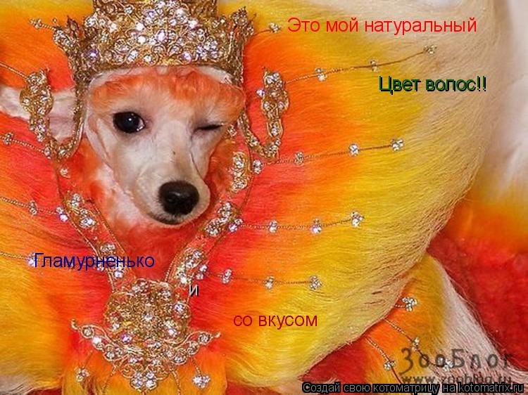 Это мой натуральный Цвет волос!! Гламурненько и со вкусом... Котоматрица: Это мой натуральный Цвет волос!! Гламурненько и со вкусом
