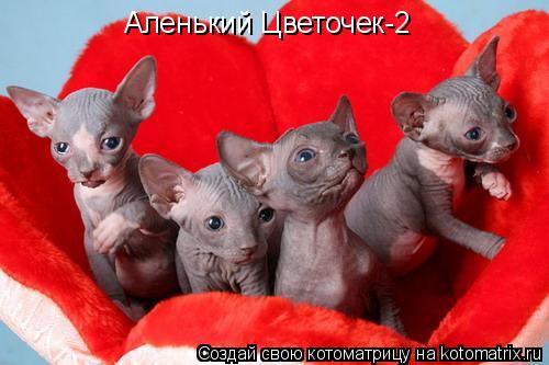 Аленький Цветочек-2... Котоматрица: Аленький Цветочек-2