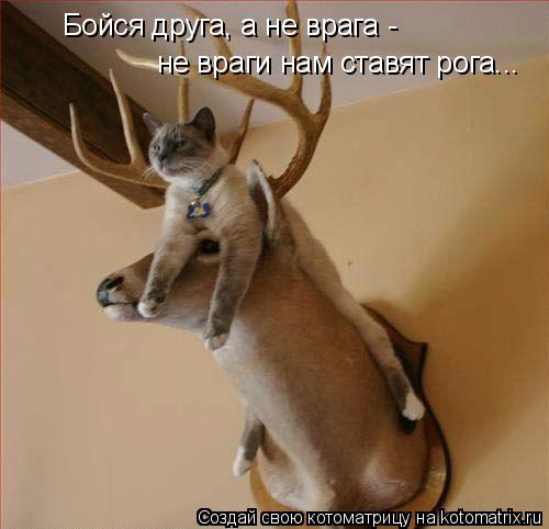 Бойся друга, а не врага - не враги нам ставят рога...... Котоматрица: Бойся друга, а не врага - не враги нам ставят рога...
