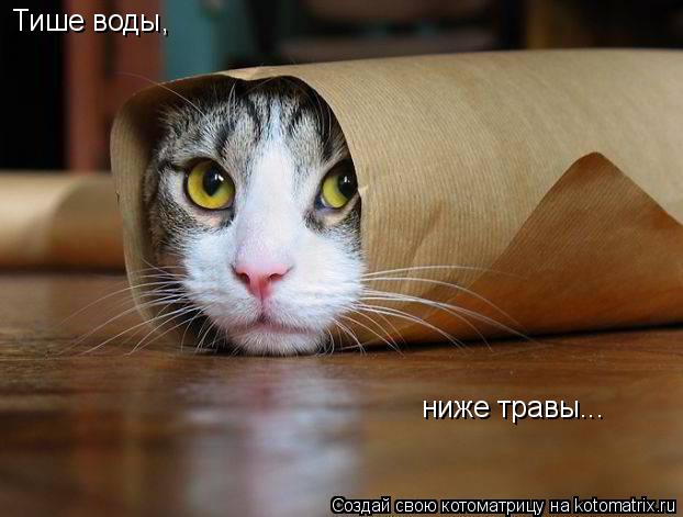 Тише воды, ниже травы...... Котоматрица: Тише воды, ниже травы...