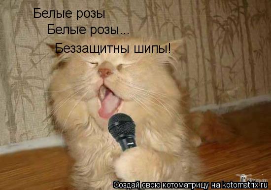 Котоматрица: Белые розы Белые розы... Беззащитны шипы!