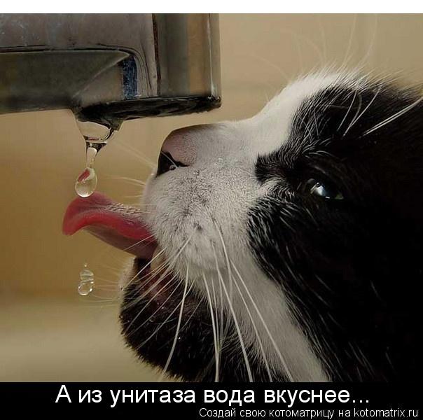 А из унитаза вода вкуснее...... Котоматрица: А из унитаза вода вкуснее...