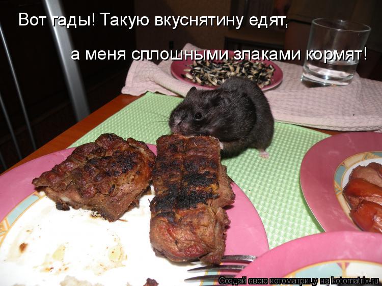 Вот гады! Такую вкуснятину едят, а меня сплошными злаками кормят!... Котоматрица: Вот гады! Такую вкуснятину едят, а меня сплошными злаками кормят!