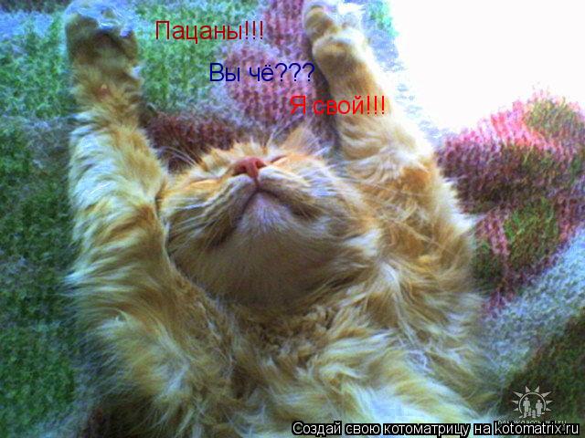 Пацаны!!! Вы чё??? Я свой!!!... Котоматрица: Пацаны!!! Вы чё??? Я свой!!!