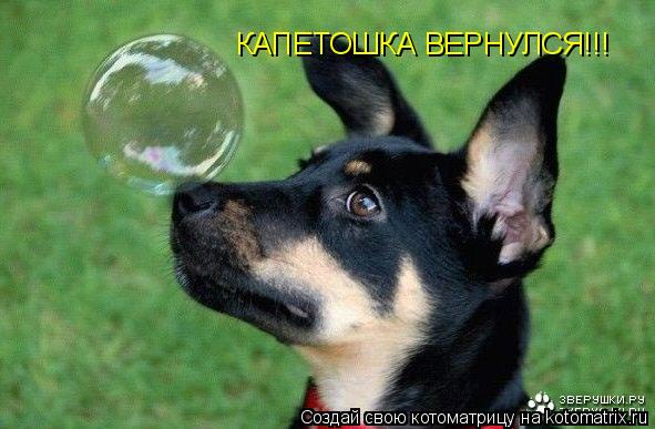 Котоматрица: КАПЕТОШКА ВЕРНУЛСЯ!!!