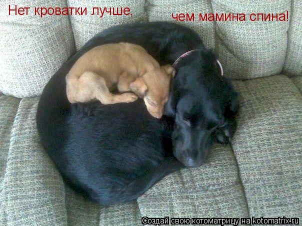 Нет кроватки лучше, чем мамина спина!... Котоматрица: Нет кроватки лучше, чем мамина спина!