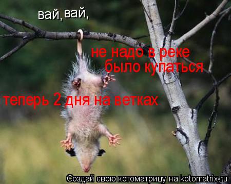 вай, вай, не надо в реке было купаться теперь 2 дня на ветках... Котоматрица: вай, вай, не надо в реке было купаться теперь 2 дня на ветках