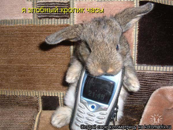 я злобный кролик часы... Котоматрица: я злобный кролик часы