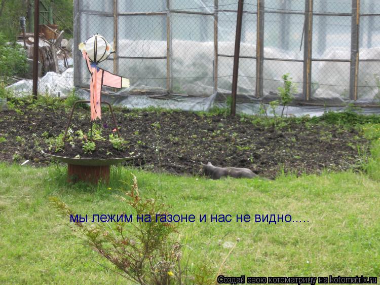 мы лежим на газоне и нас не видно........ Котоматрица: мы лежим на газоне и нас не видно.....